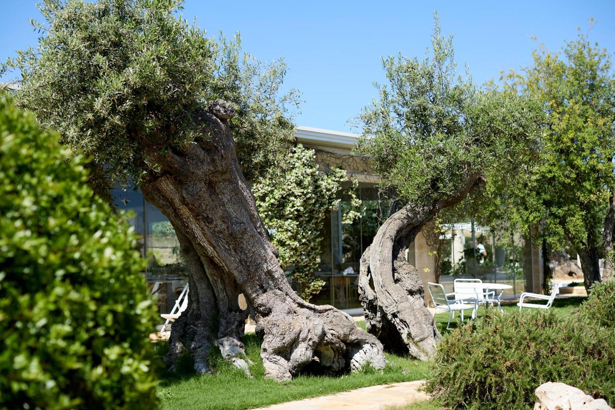 Masseria Torre Del Diamante Torre Canne Exteriör bild